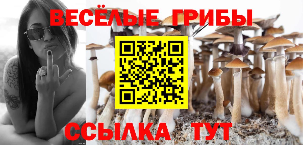 Галлюциногенные грибы Psilocybe Сочи
